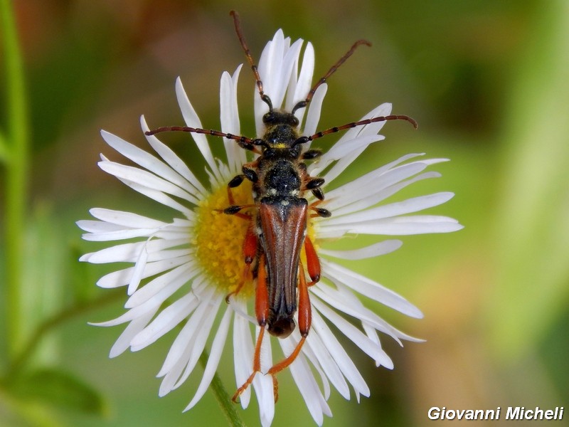 Stenopterus rufus